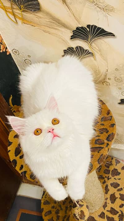 Persian Extreme Punch Face Gold Eyes Kitten