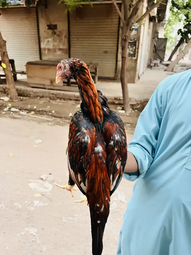 Aseel mianwali — photo 2