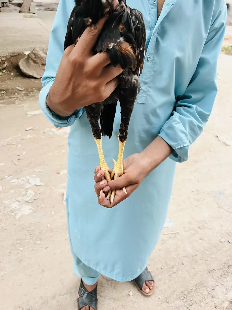 Aseel mianwali — photo 3