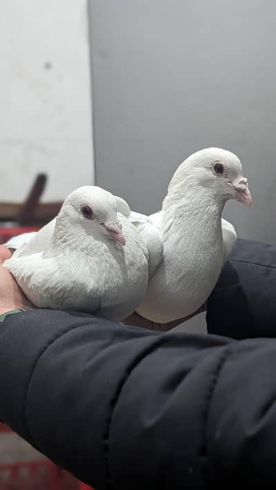Fancy pigeon