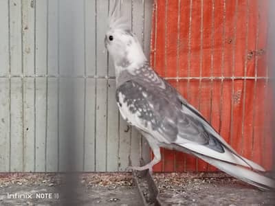 Cockatiel Bird Pair for sell