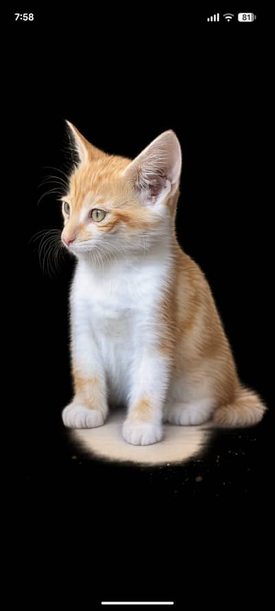 Kitten
