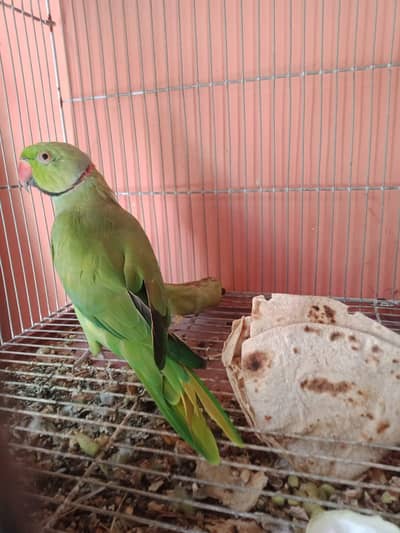 ringe neck wild jangli  breeder male for sale