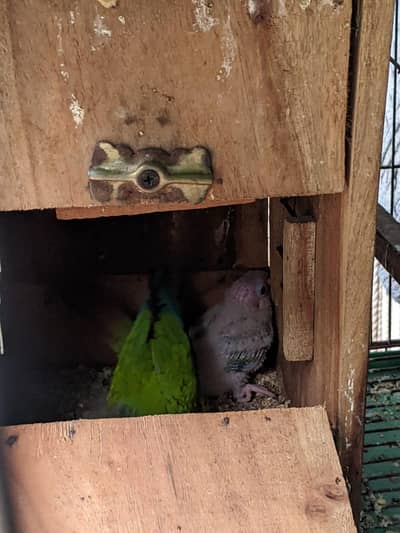 Green chick yellow sided conuor chick