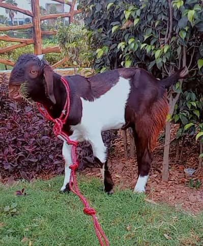 Desi Bakra for sale