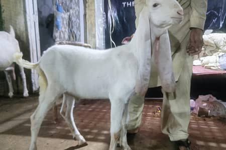 Pure Gulabi Bakra