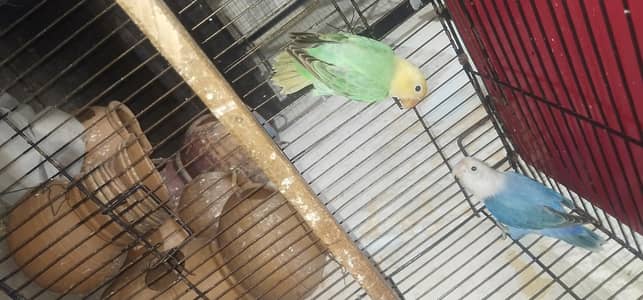 Love birds and Australian parrot for sale