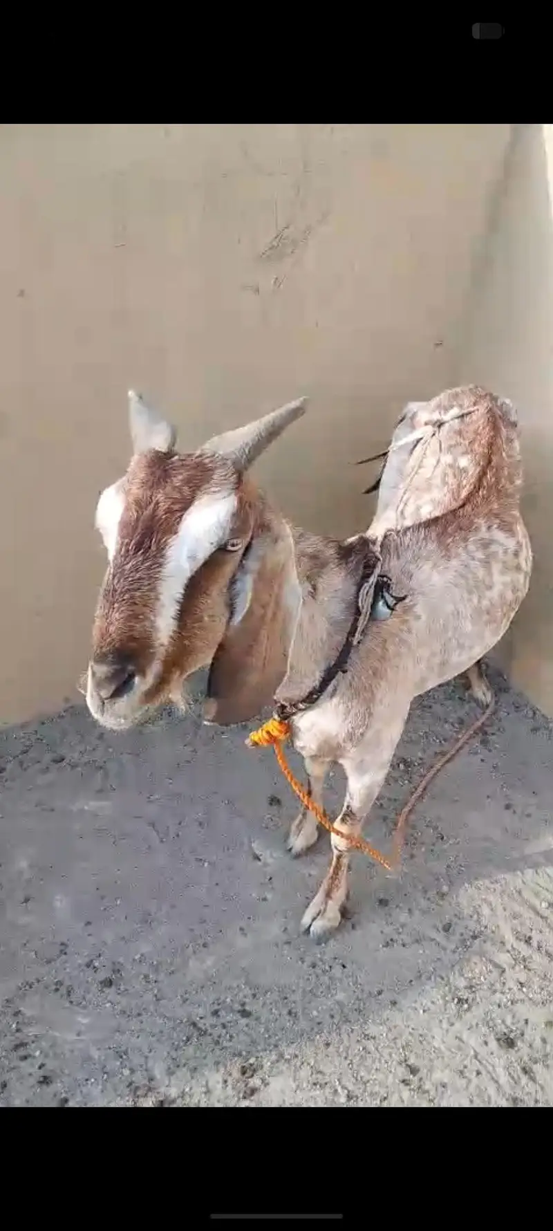 Bakri / goat / doodh wali bakri / goat for sale