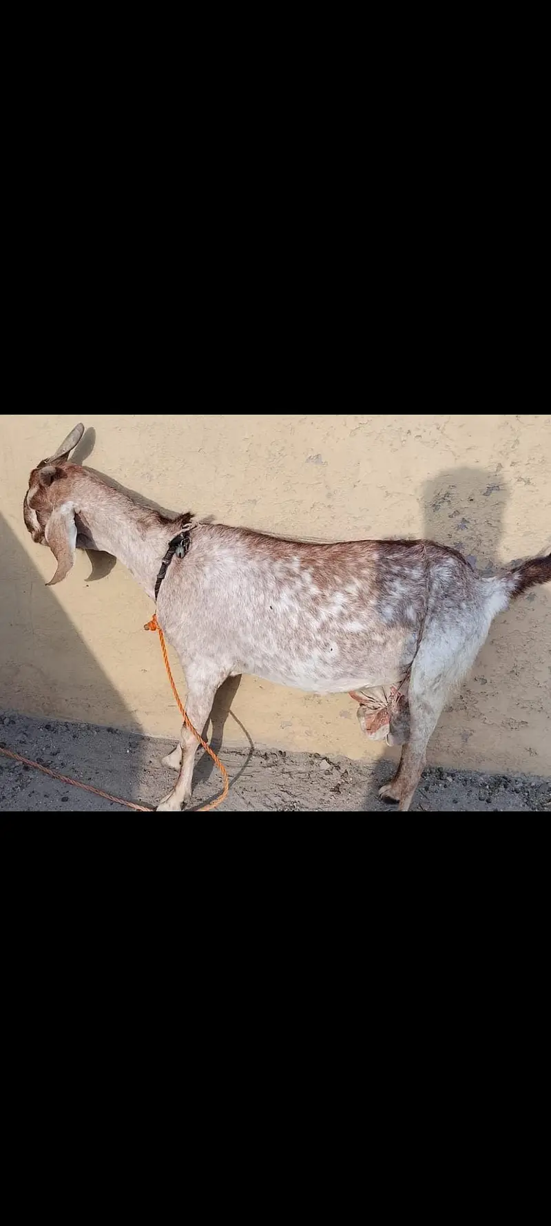 Bakri / goat / doodh wali bakri / goat for sale — photo 2