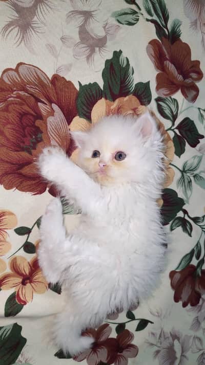 Persian kittens available for sale