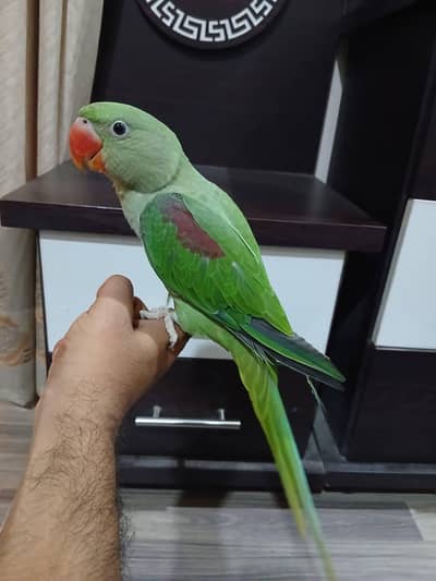 raw parrot female