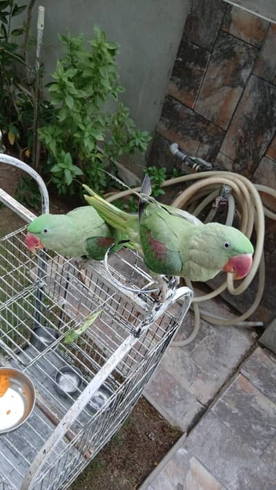 tamed parrots with cage