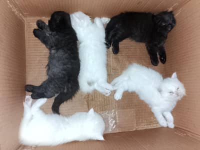 high quality kitten for sale
