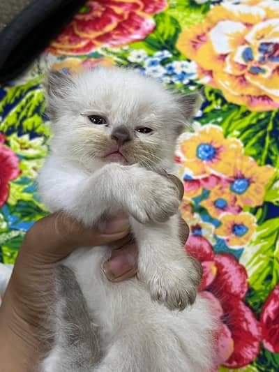 Persian kitten