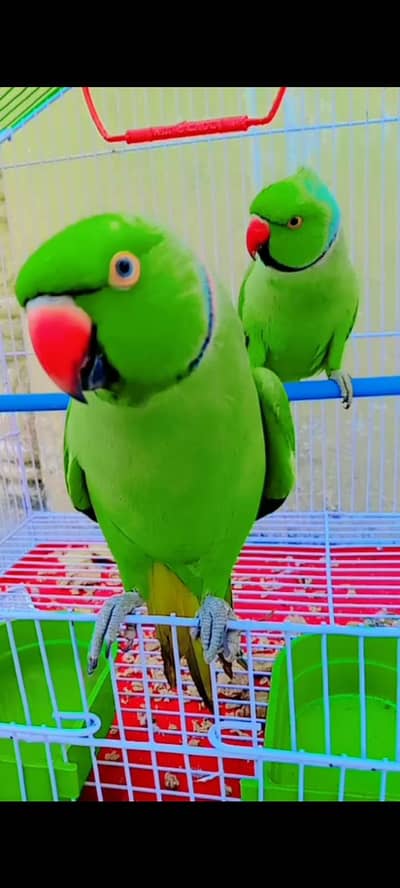 Talking parrots