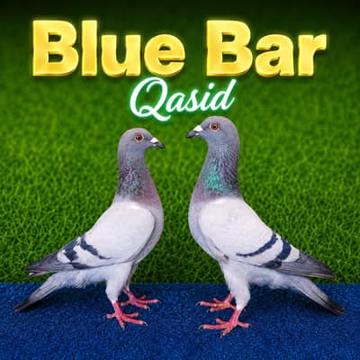 fancy pigeon breeder pairs. . . . 03201447384