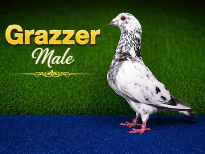 fancy pigeon breeder pairs. . . . 03201447384