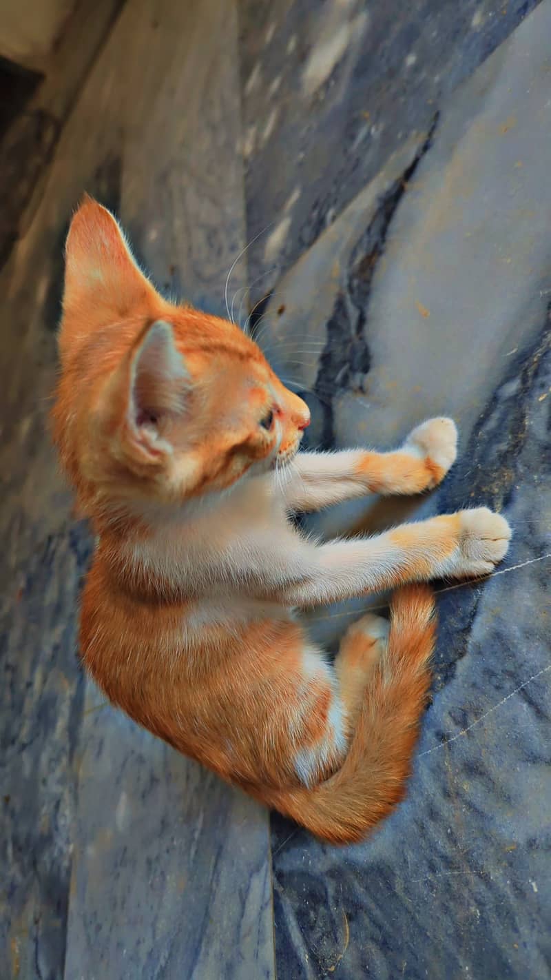 Kitten 1