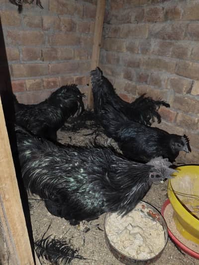 Ayam Cemani 3 male 2 females and 1male and 4 Golden