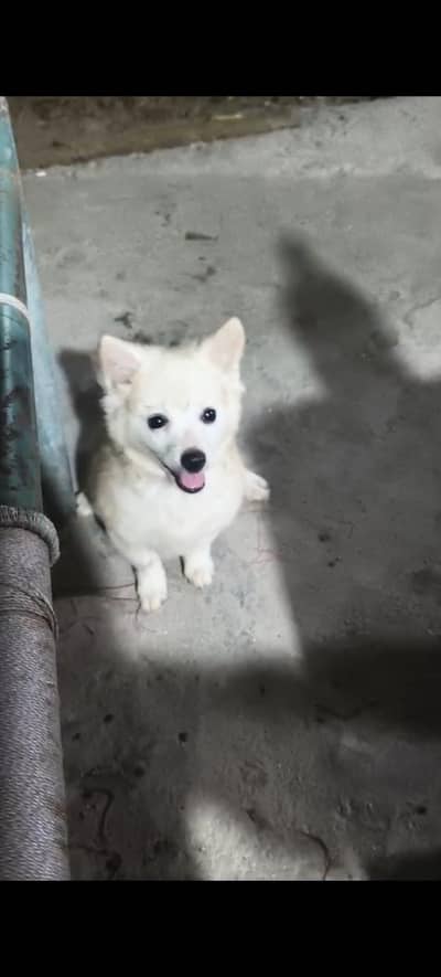 Russian dog teen month age white color female