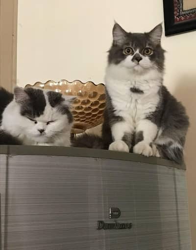 Beautiful bicolour pair looking for new home