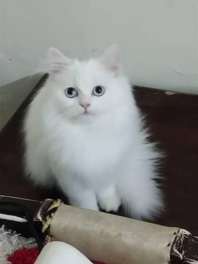 white persion cat,gray Persian cat