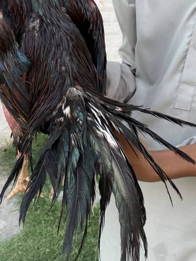 Aseel pure mianwali old bloodline