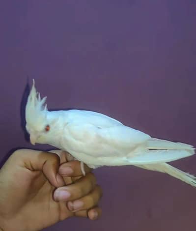 white red eyes cocktail hand tamed