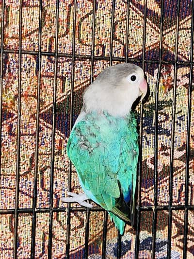 Love birds for sale 0317/565/9998