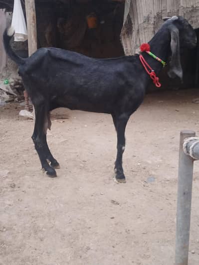 Beautiful Amratsari beetal bakri for sale