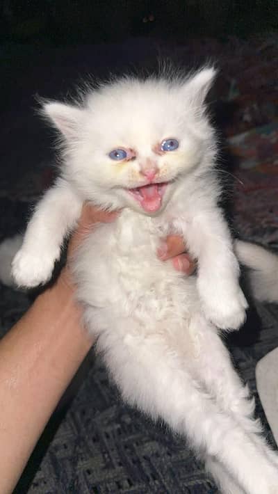 Persian cat