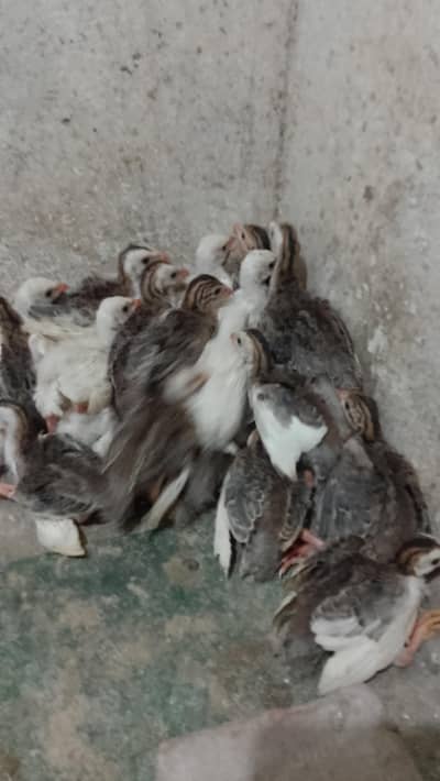 Gunia fowl chicks for sale. .