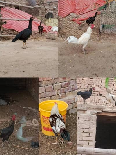 Dasi morgha for sale 1.5 sa 2 kg