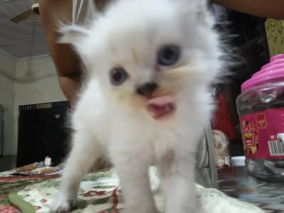 Persian kittens brown and white