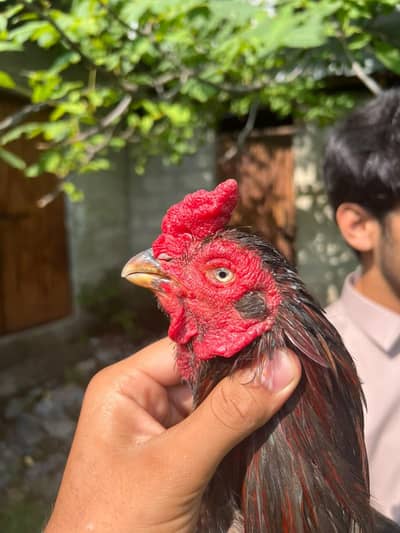 aseel amroha cross murga heigh quality . . . only serious buyer contact