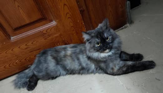gray Persian cat