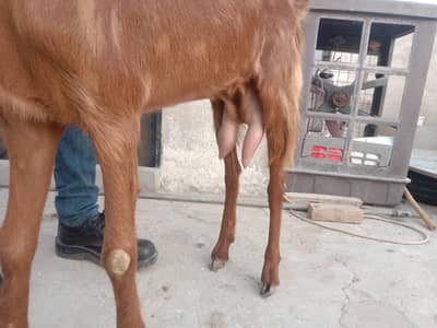 doodh wali bakri 2 dant
