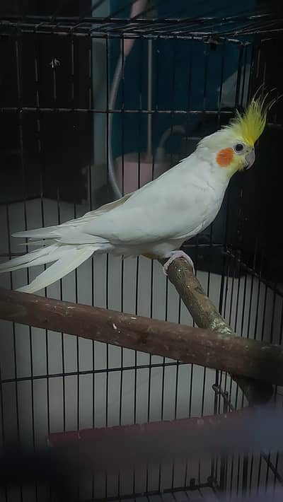 cockateil for sale