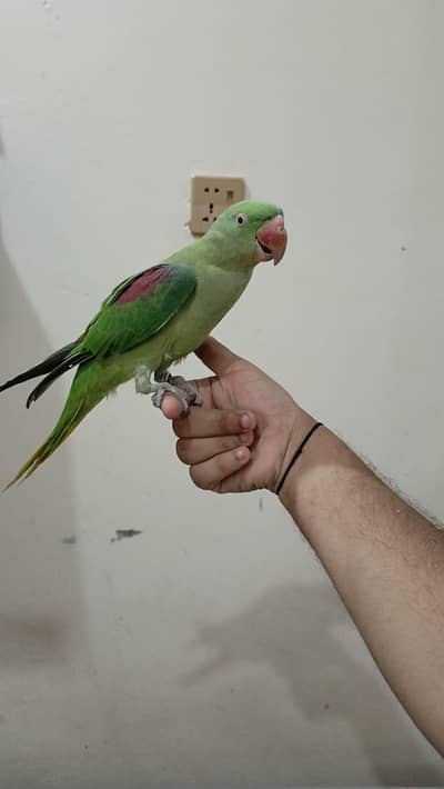raw parrot female