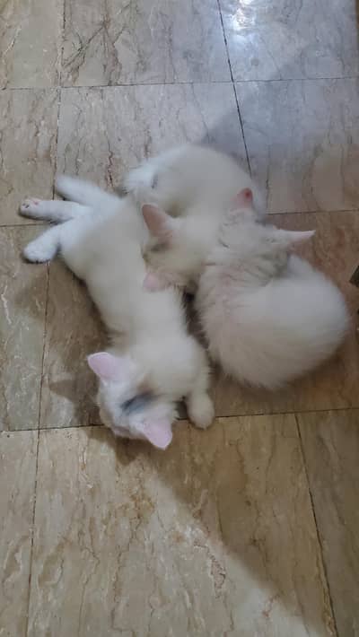 Persion Kittens (2 months old)