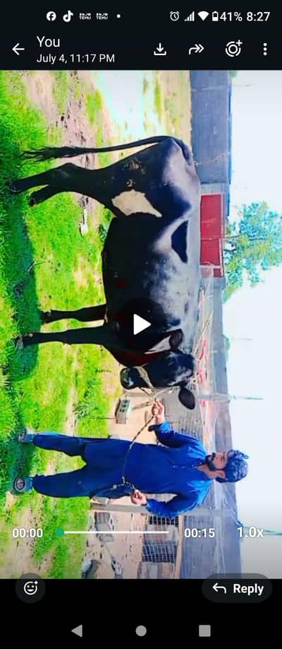 one dry n one cow with bachri available