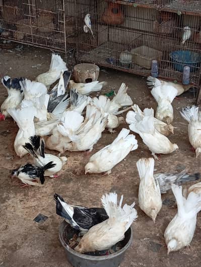 lakha breeder pegions for sell sab sath dene hai 1500 per pair