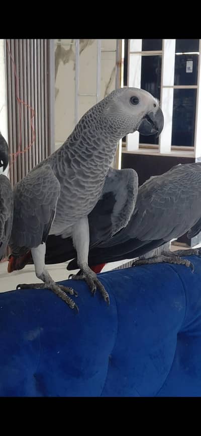 african grey self moluccan cockatoo  self