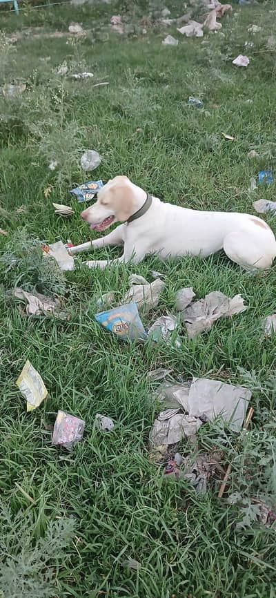 Dog For sale