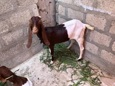 2 dant path for sale paisey munasib hojaenge.