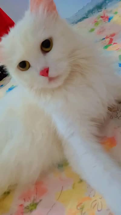 Healthy Female Cat Name Banti Body White Colour Eyes colour shampion