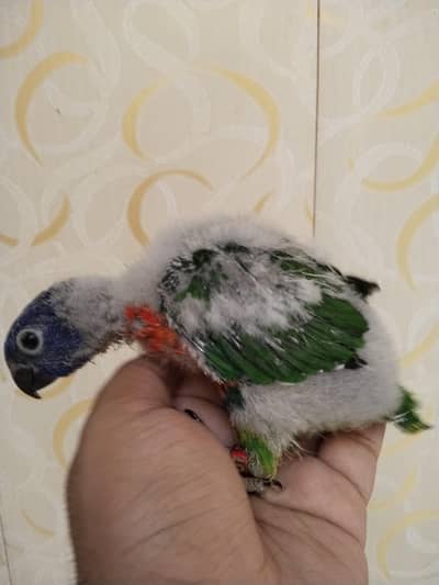 Red collar lorikeet for sale