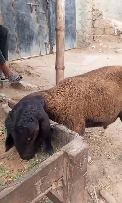 TURKEY DUMBA | BAKRA
