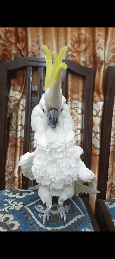 cocatoo triton african grey amazon bluegold macaw greenwing eclectus