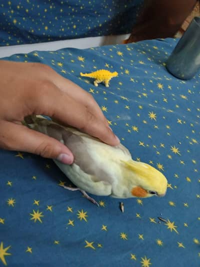 hand tame cocktail
